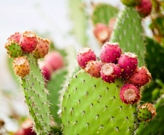 Image of cactus
