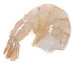 Shrimp